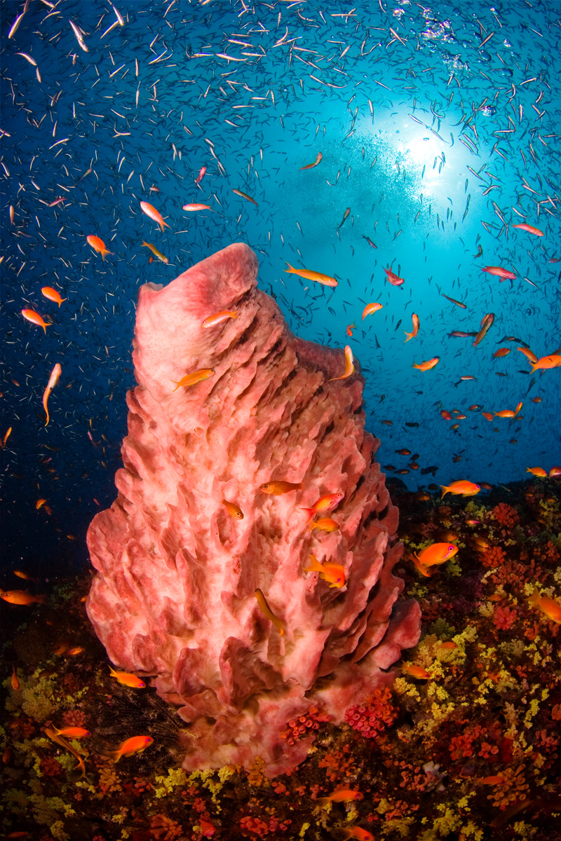 A barrel sponge surrounded by fish at Dixon's Pinnacle in the Andaman Islands