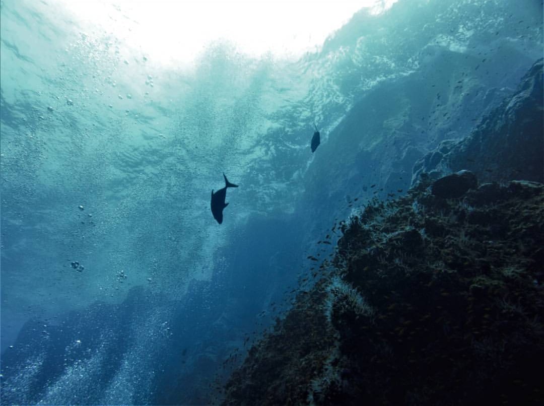 #OceanLove: The Highest Tide, by Jim Lynch