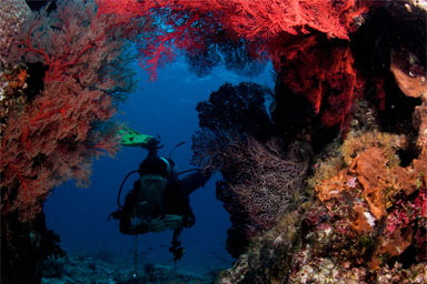 Scuba Diving Andamans