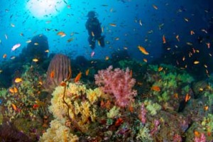 Best time for scuba diving in the Andamans