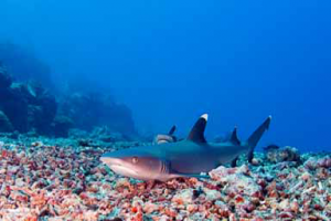 Best place for scuba diving in Andaman