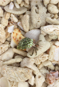 Hermit crab blending in with washed up coral. Image courtesy -Natasha Jeyasingh