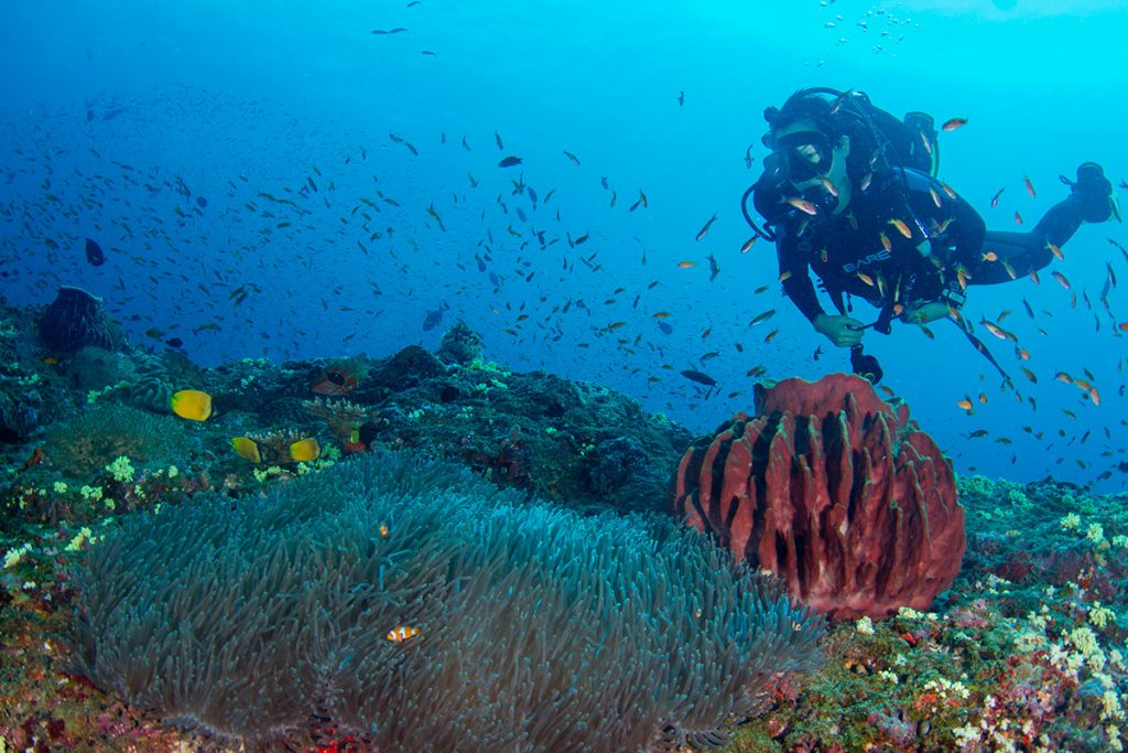 Deep Sea Diving In India Havelock Andaman Islands