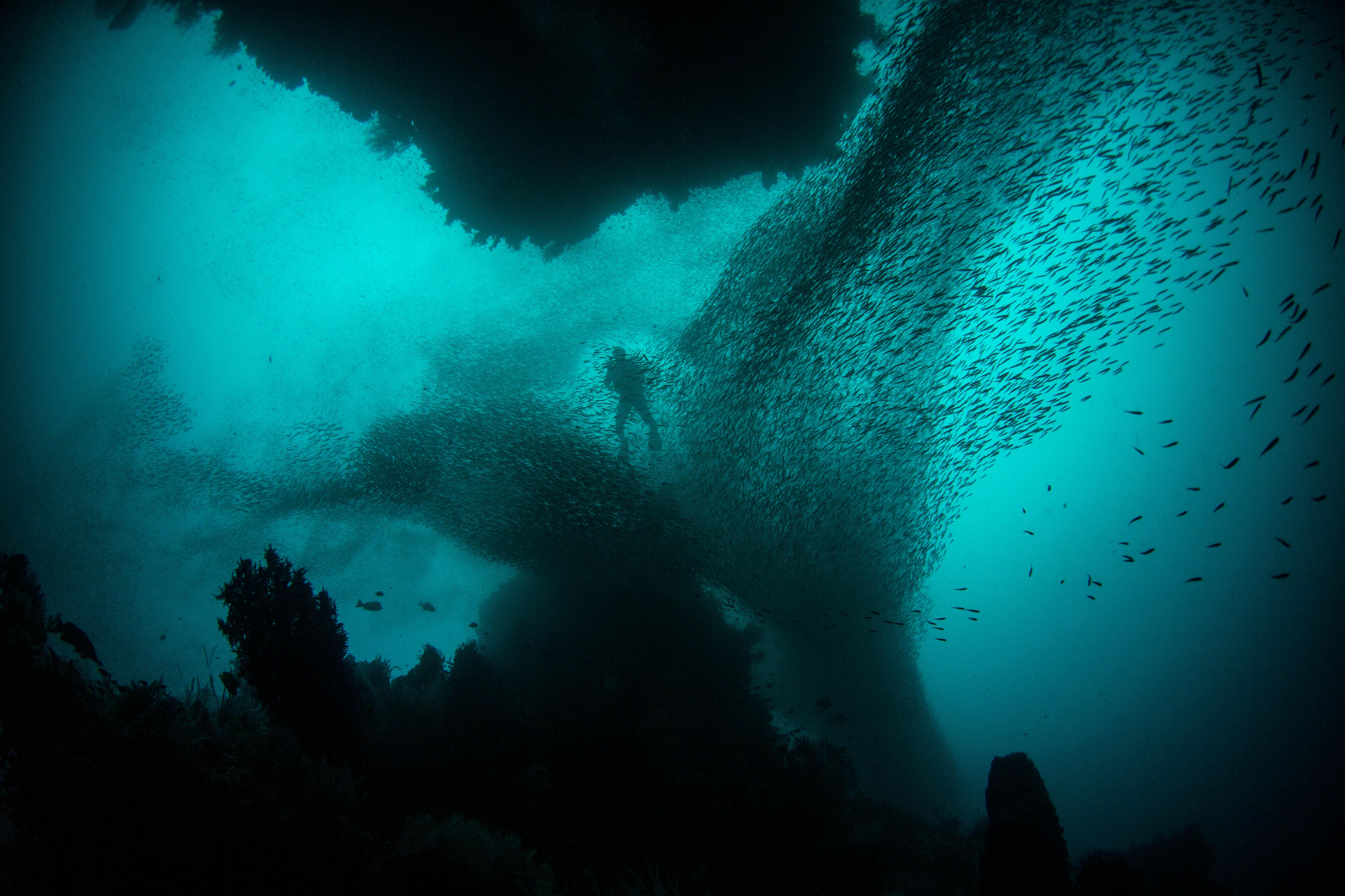 Dive Site: Nemo’s Reef