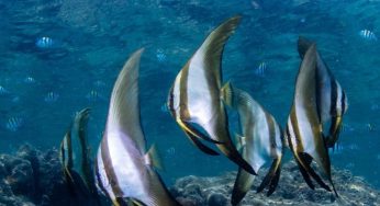 Dive Site: Nemo’s Reef