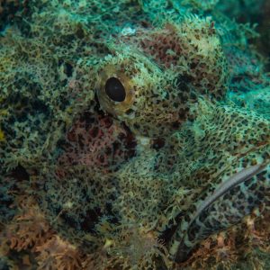 Mugshot of a joyful bearded scorpionfish_ Gunhild (1)