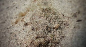 A peek into the sex lives of the stonefish.