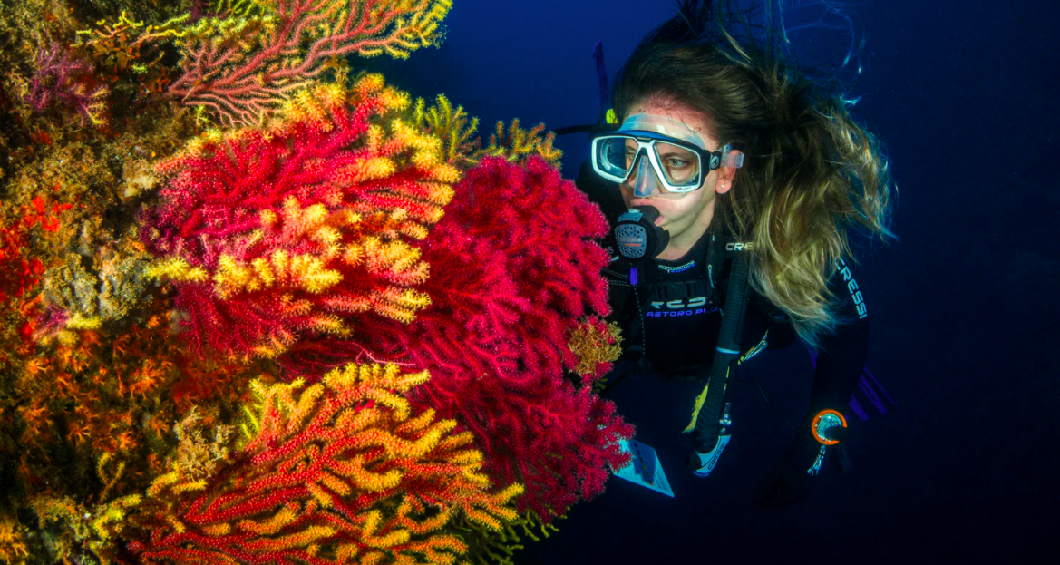 Premium Photo  Divers Rescue Trapped Turtle From Underwater