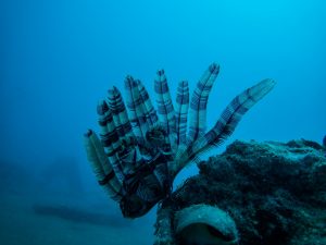 vaddi pop 1 Scuba Diving in Chennai – Best Dive Sites