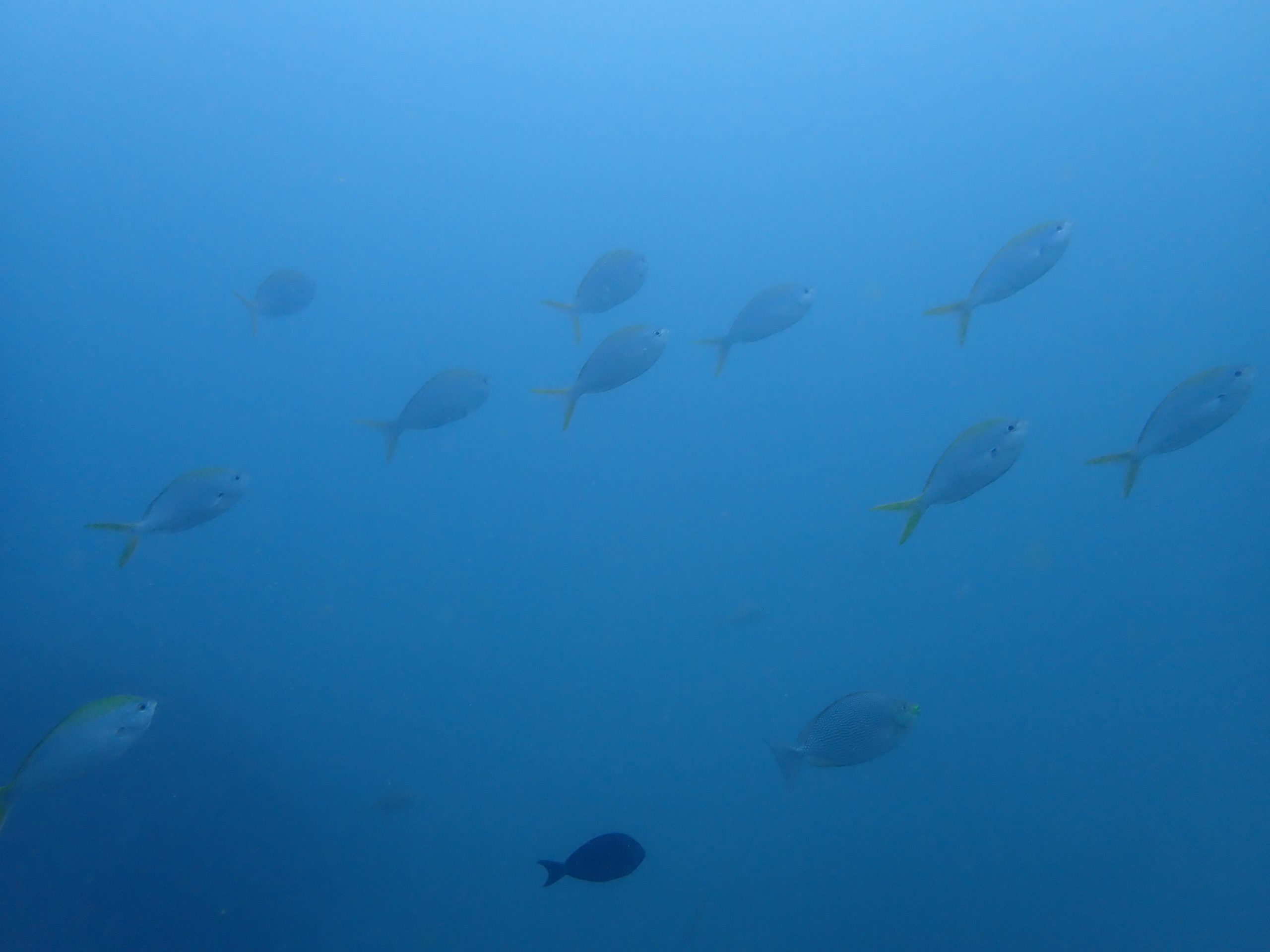vaddi pop 2 Scuba Diving in Chennai – Best Dive Sites